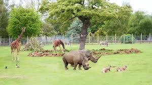 Africa Alive