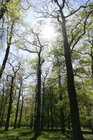 Tiergarten