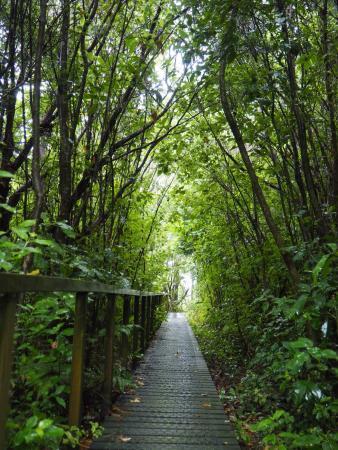 Parry Kauri Park
