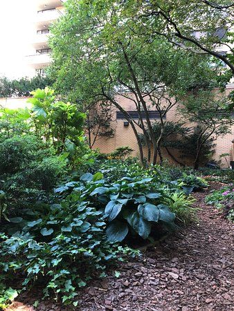 The Lotus Garden