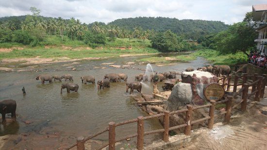 Pinnawala Jumbos