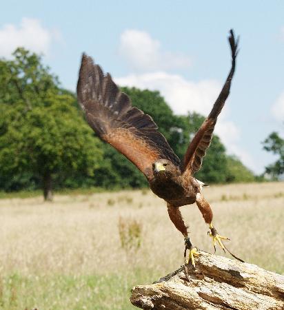 Falconry with Nigel Hawkins