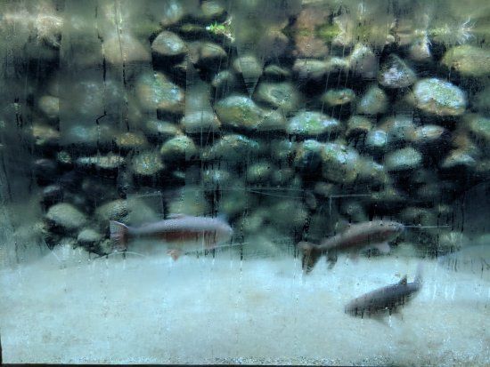 Trout Observatory