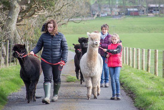 Alpaca Encounters
