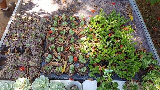Farm to Table
