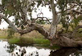 Lollypop Creek