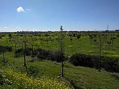 Bosque Sur