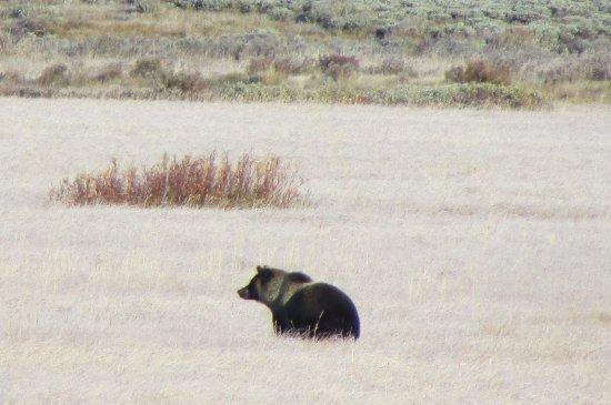 Yellowstone Private Tours