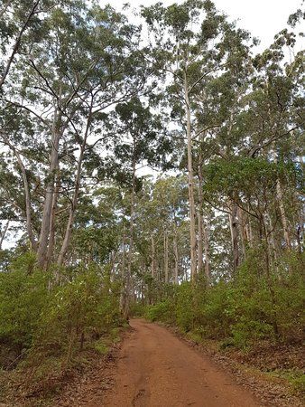 Wadandi Track