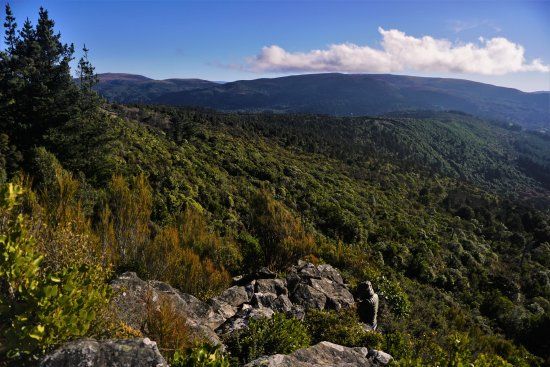 Mount Cargill Walk