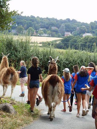 Hillview Llamas