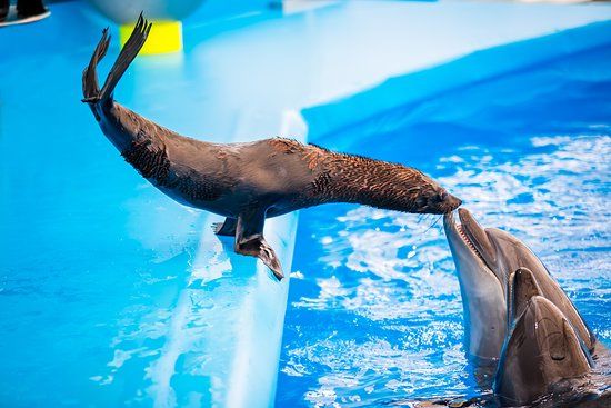 Pattaya Dolphinarium