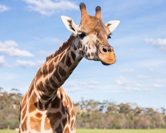 Werribee Open Range Zoo