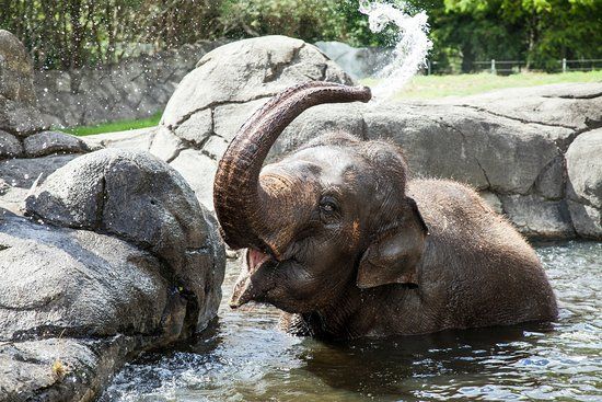 Auckland Zoo