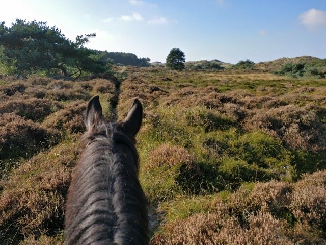 Schoorlser Dünen