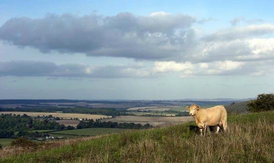 Cranborne Chase Area of Outstanding Natural Beauty
