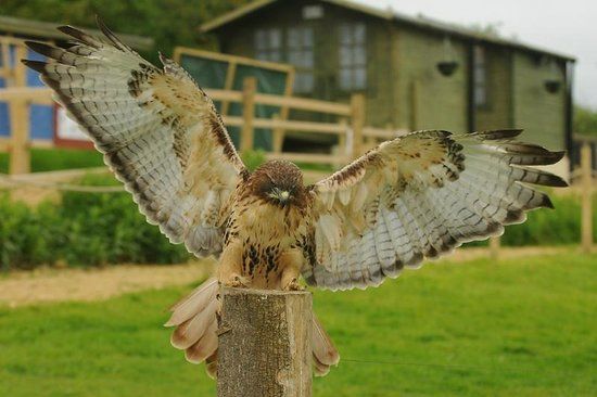 South Cave Falconry