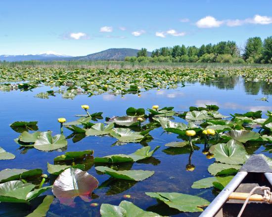 Wood River Wetland