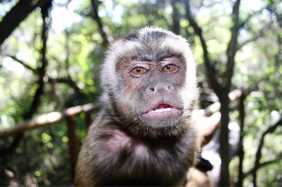 Bush Babies Monkey Sanctuary