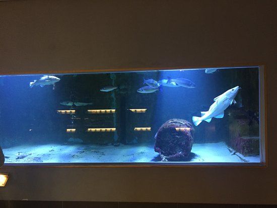 Nordsee-Aquarium