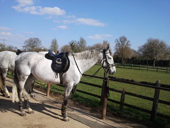 Tally Ho Stables