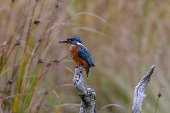 Scottish Wildlife Trust