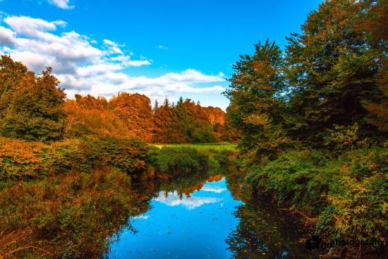 Courtown Woods