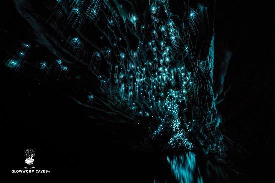 Waitomo Glowworm Caves