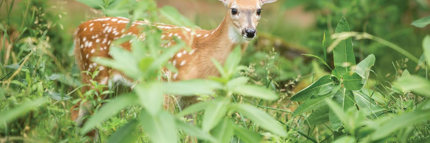 Parc Omega