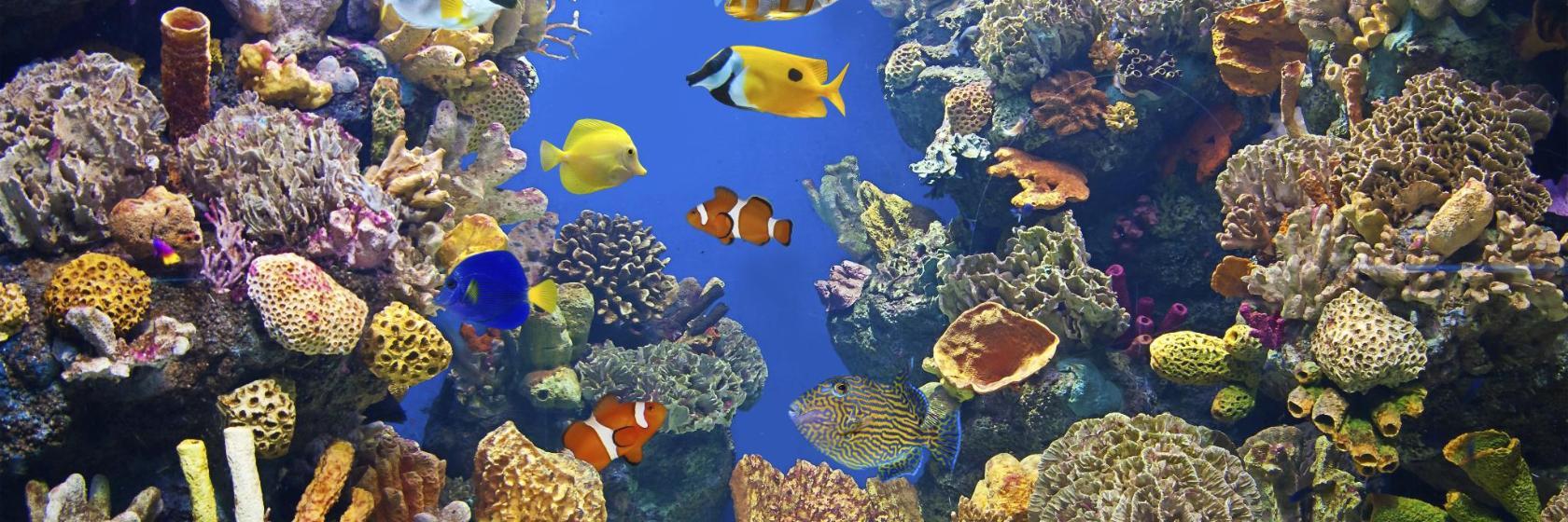 Reef HQ Aquarium