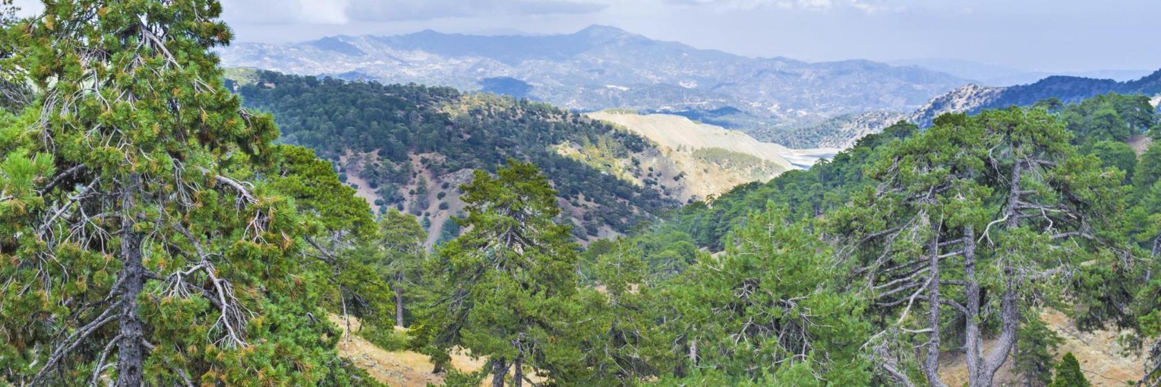 Parque Forestal