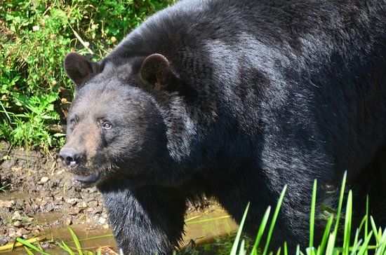 Parc Omega
