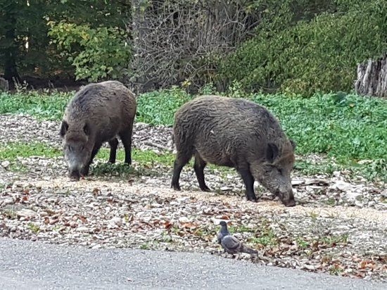 Wildpark Eichert