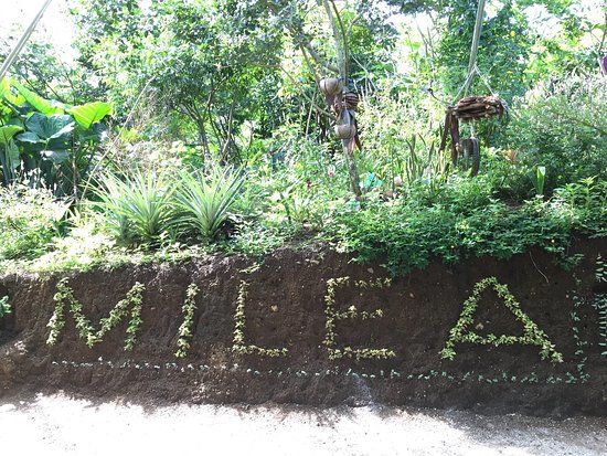 Milea Bee Farm