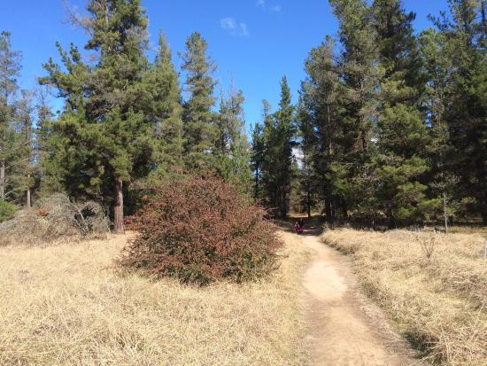 Armidale Pine Forest