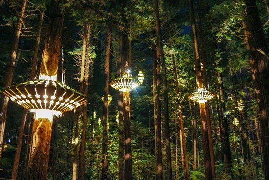 Redwoods Treewalk