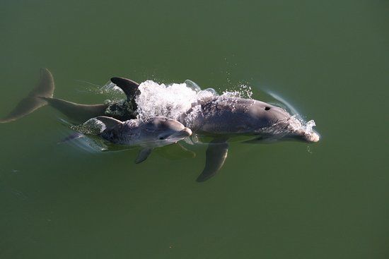 Adelaide Dolphin Sanctuary